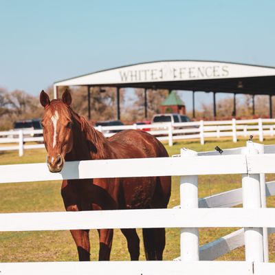 We offer pasture boarding as well as stall boarding.