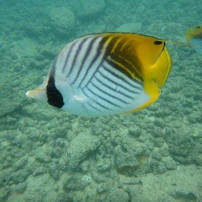 25% of Hawaiis fish are indigenous to Hawaii.