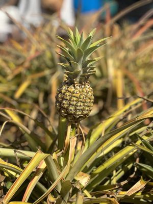 Little pineapple growing!