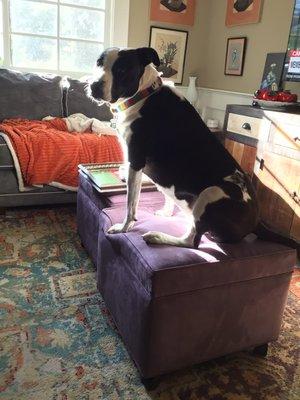 Excellent work, my dog is so happy to have her ottoman back! Oscar did EXCELLENT work.