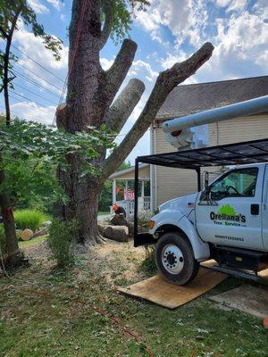 Orellana Tree Service