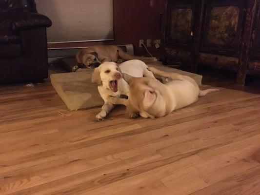 The Labs love the wood floor!