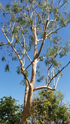 Class Three Pruning