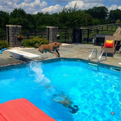 Did you know that Farmers Homeowner's Insurance will allow any type of dog, diving board, or slide?  (732) 210-0211