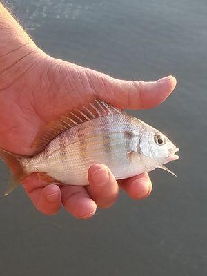 Pinfish