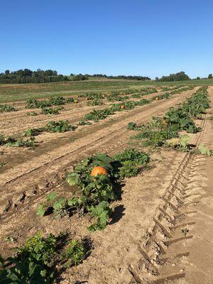 Pumpkin patch on the hay ride