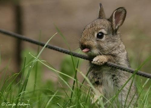 Rabbit @ park