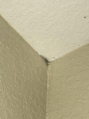 Ant nest in dining room and crawling up the wall.