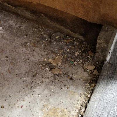 More mold and debris from kitchen cabinets.