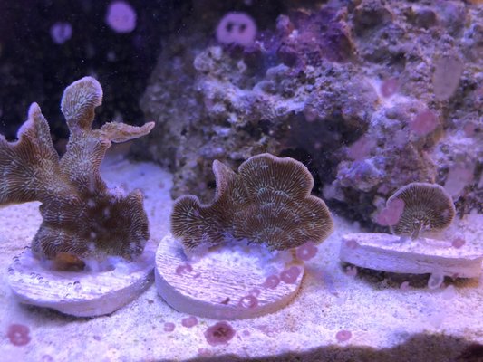 New coral frags at this location!