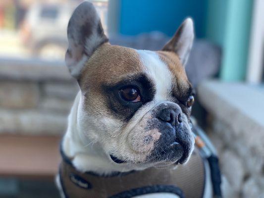 Riesling the French Bulldog stares out the window.