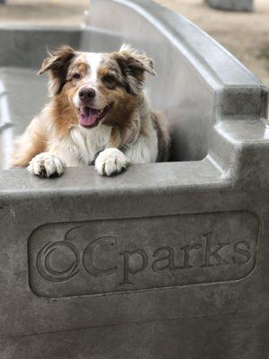 ** Dogs allowed ** * on leash * Betty taking a break on the nice and cool (temp) cement bench.