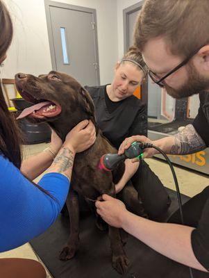 Rolo getting cold laser therapy after his underwater treadmill session.