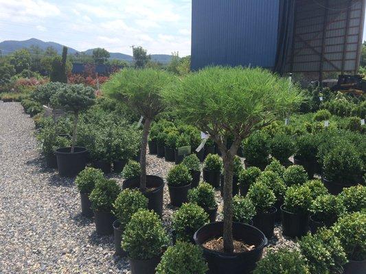 Ornamental Shrubs and Evergreen Shrubs