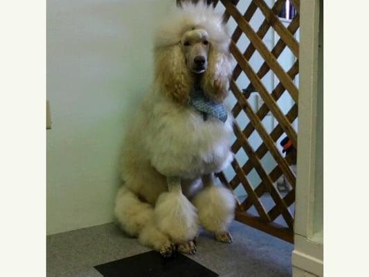 Carries (Owner and groomer) standard poodle Casper