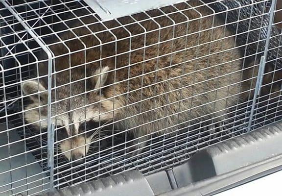 Humane Raccoon Animal Removal