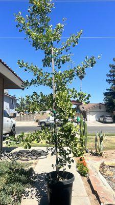 My new ginkgo tree prior to planting.