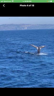 Seeing the whales off the coast with my girls, thanks Dave for our tax refund.