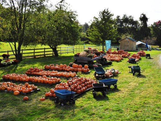 Pumpkin yard