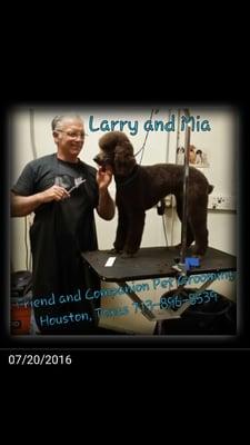 This is Cocoa! A very sweet standard poodle. Larry is her groomer!! Each baby stays with the same groomer.