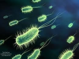 Bacteria (under microscope)