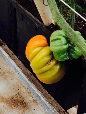 Large Heirloom Tomato