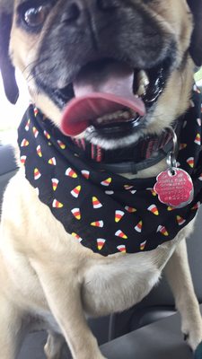 Louis ft his new Halloween bandana