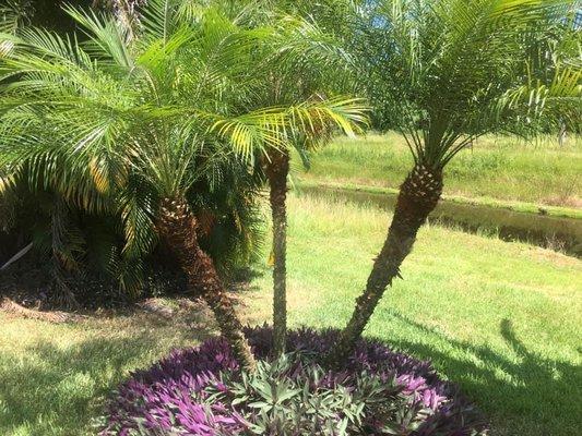 Coastal Tree & Lawn