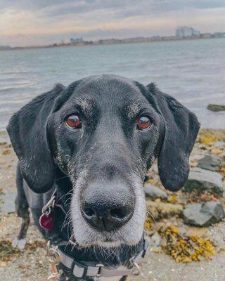 Gracie using her senior discount to go on a nice stroll by the water!