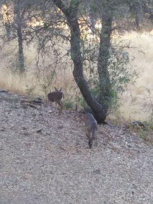 Deer at backside of bldg