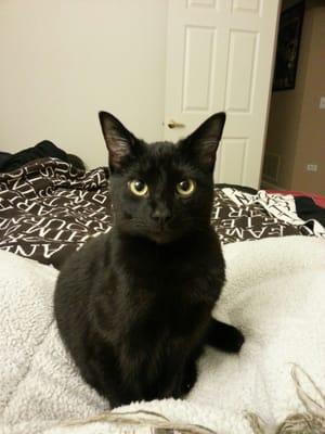 My healthy boy, BlackJack. Adopted: Spring 2014. He's a happy lil' fur ball, well behaved, and playful.