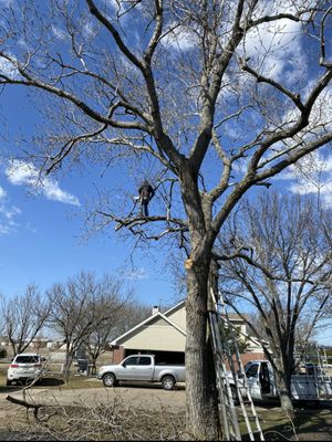 Elian's Tree Service