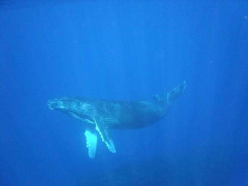 Baby Humpback Whale