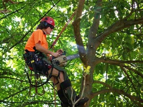 Ebert Tree Service