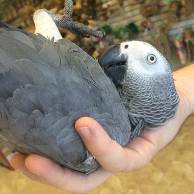 Full selection of hand take baby parrots.