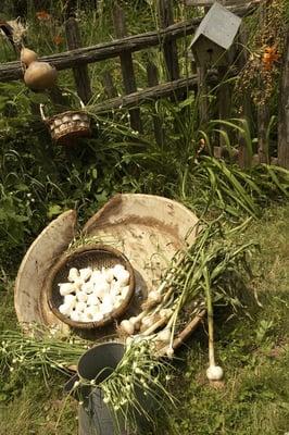 Gourmet garlic grown in Jo Daviees County, IL