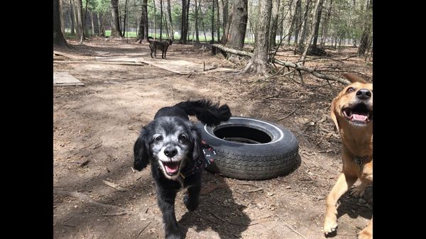 Happy spaniel at Hidden Acres