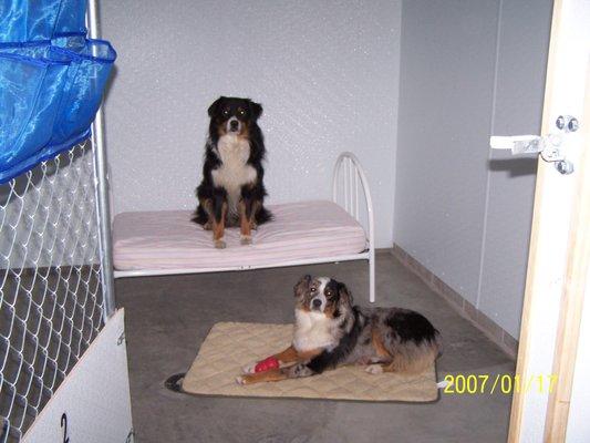 Banditt and Allie in our 10 x 10 Room with a Bed and TV