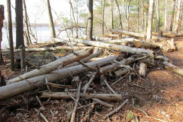 Lots of fallen trees