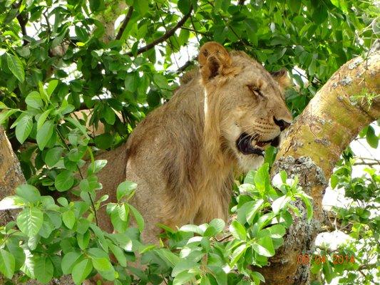 Tree climbing lions in Queen Elizabeth National Game park