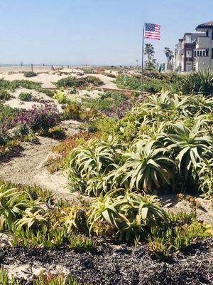 Love the little neighborhood surfer vibe with the low profile tropicals on tiny dunes, you can see for miles.