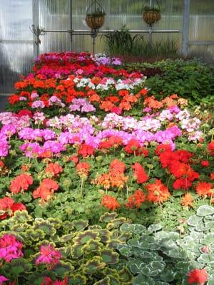 Table of gerainiums.