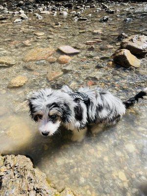 Max in the water!