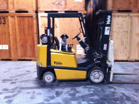 Our warehouse employees all learn from the best forklift instructor around. Fluffy.