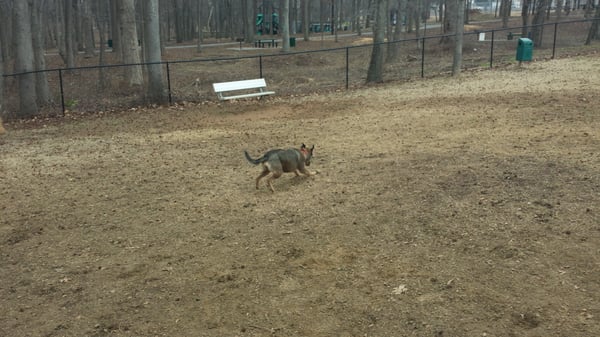 Lilly enjoying the dog park.