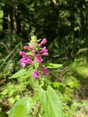 Pretty flowers but stinky leaves