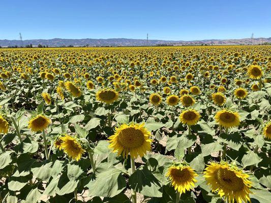 06.13.21 happy sunflowers