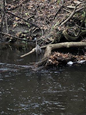 Seeing wildlife along the trail