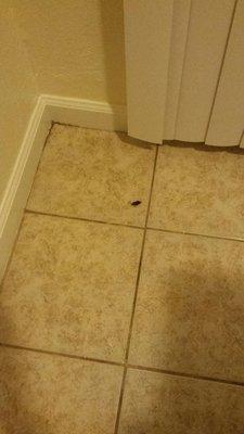 ANOTHER roach chilling on my kitchen floor, the pic does it NO justice, they are huge!