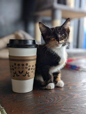 Brews And Mews Cat Cafe